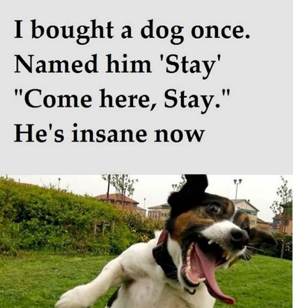 Insane Dog funny picture