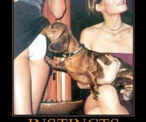 Instincts funny picture