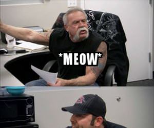 interactions with my cat