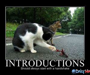 Introductions funny pictures