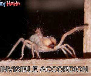 Invisible Accordian Spider