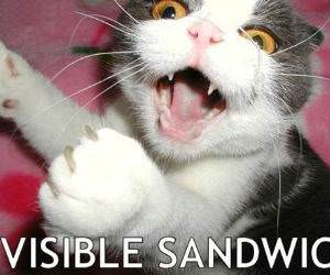 Invisible Sandwich Cat