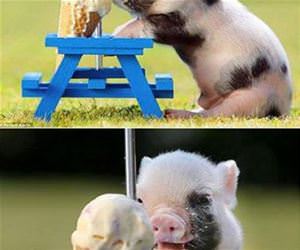 is dis ice cream funny picture