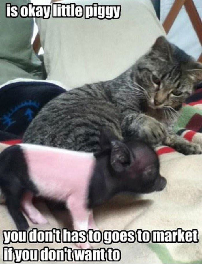 is ok piggy funny picture