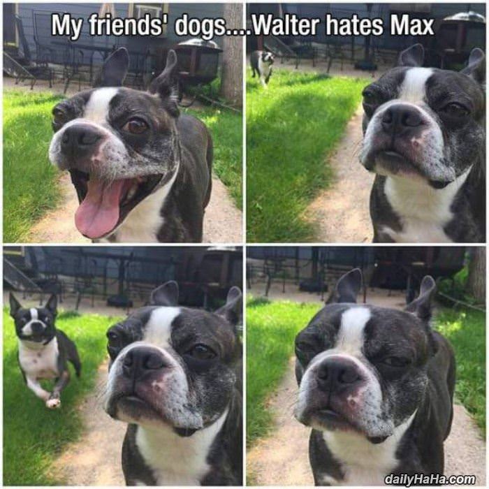 is that max again funny picture