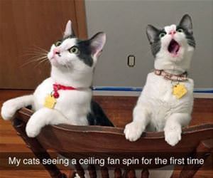 it spins so awesome funny picture