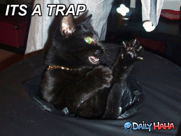 Its A Trap funny picture