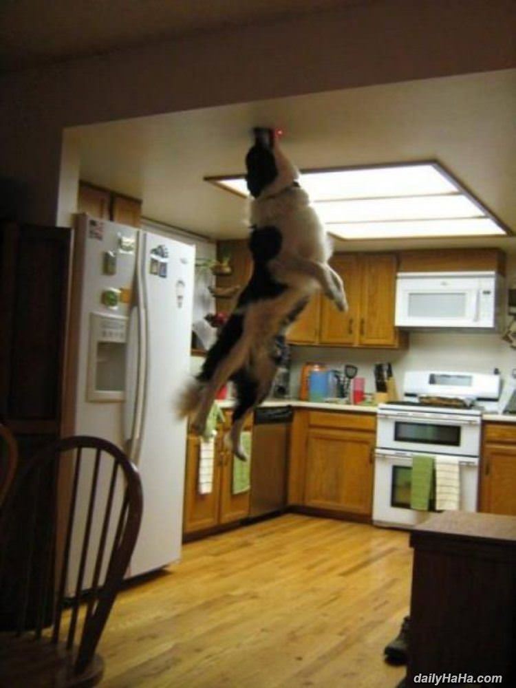 jump for the dot funny picture