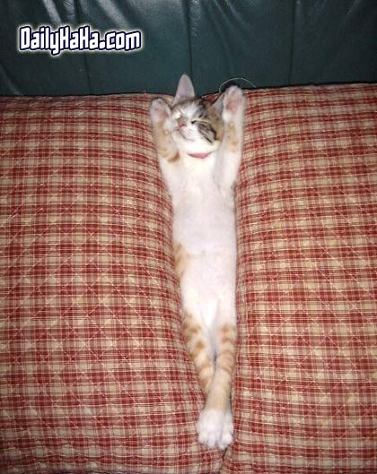 Cat stretching.