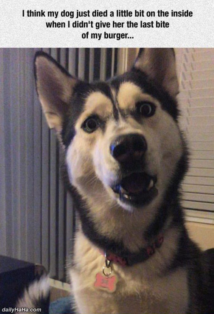 just died a little inside funny picture