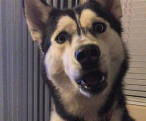 just died a little inside funny picture