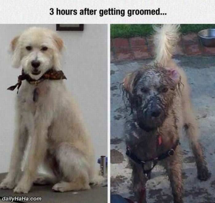 just got groomed funny picture