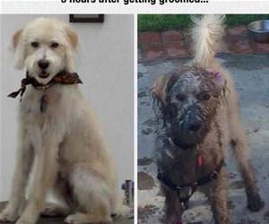 just got groomed funny picture