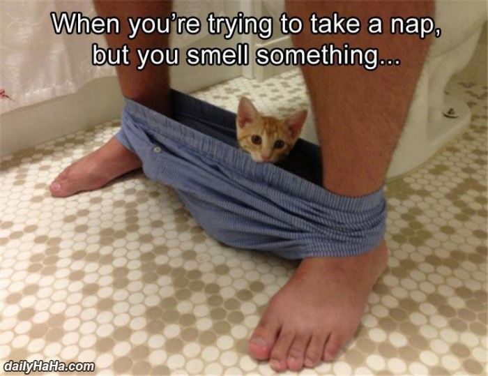 just taking a nap funny picture