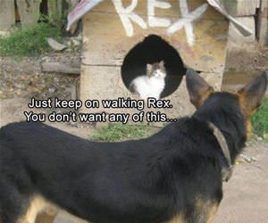 keep walking rex funny picture