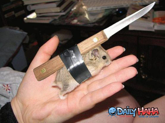 killer stabbing mouse
