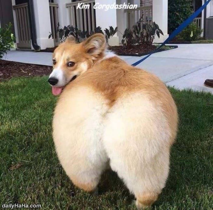 kim corgashian funny picture