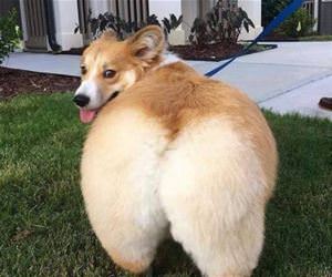 kim corgashian funny picture