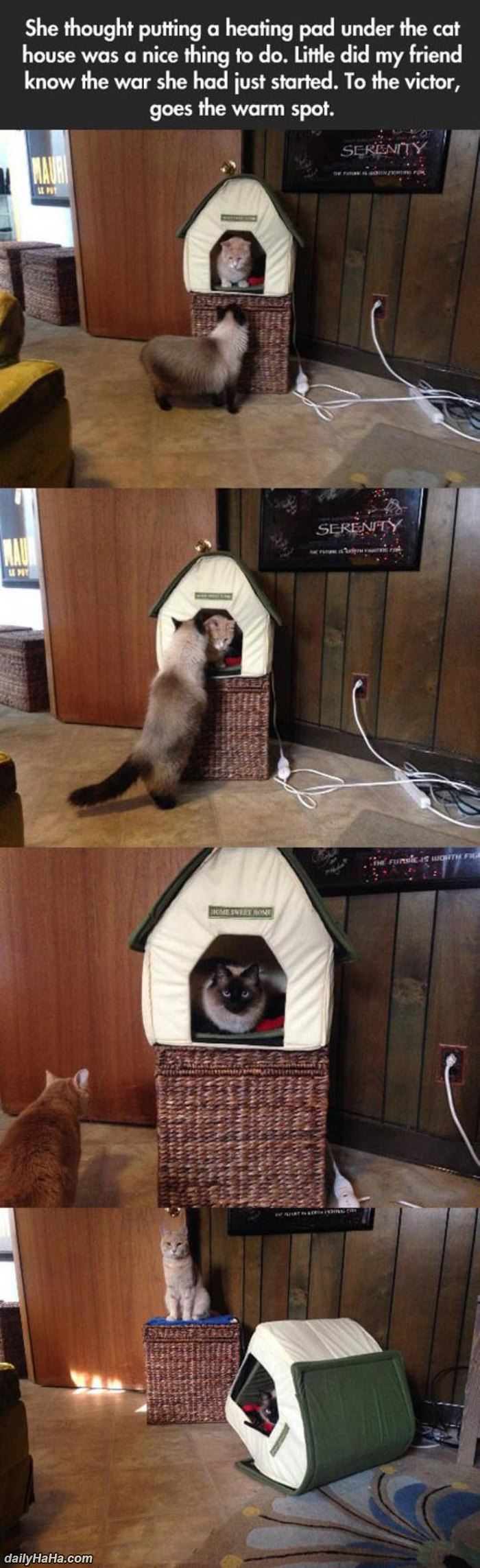 king of the kitty house funny picture