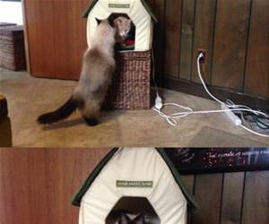 king of the kitty house funny picture