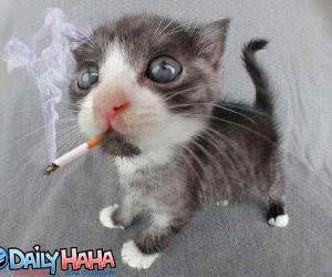 Kitten Smoking