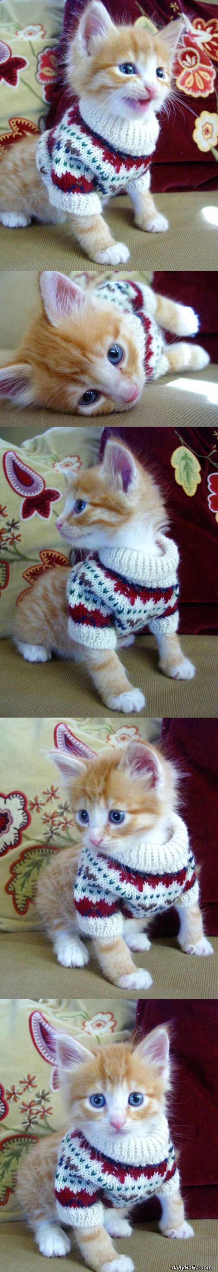 kitten sweater funny picture