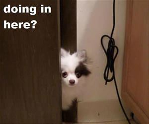 knock knock funny picture