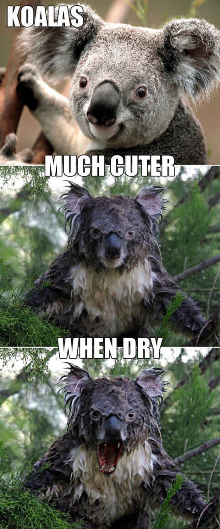 koalas funny picture