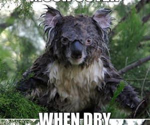 koalas funny picture