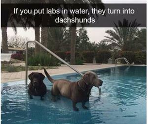 labs in water funny picture
