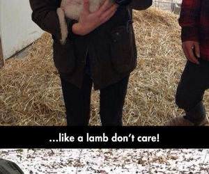 lambs funny picture