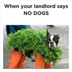 landlord says no dogs