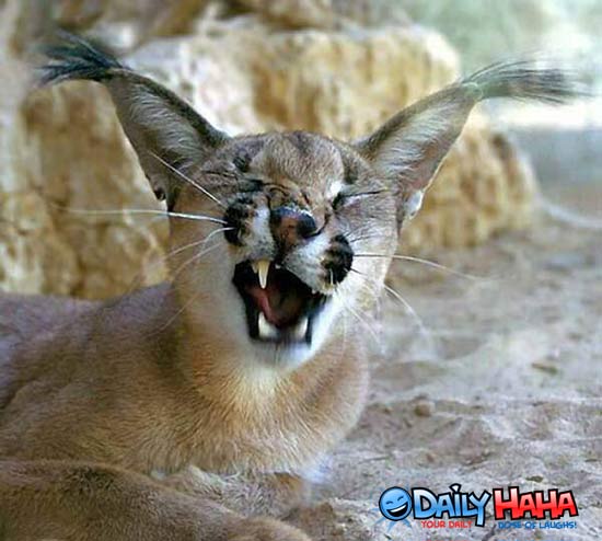 Little Kitty yawning.