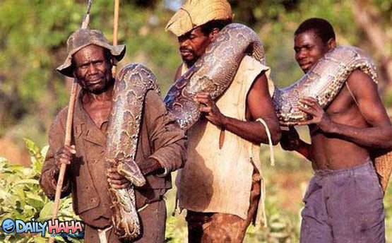 Giant Snake Charmers