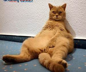 Lazy Cat Chilling Out