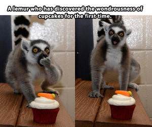 Lemur Tries A Cupcake funny picture