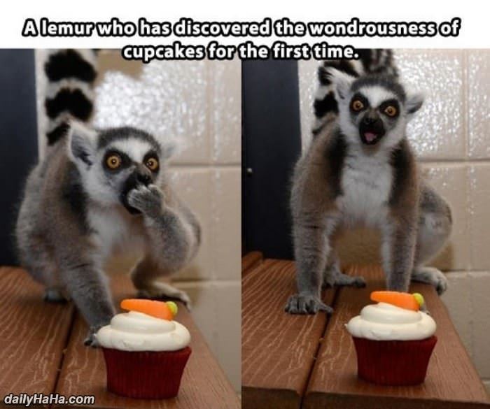lemur enjoying a cupcake funny picture