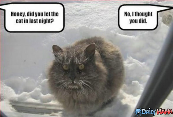 Cold Cat funny picture