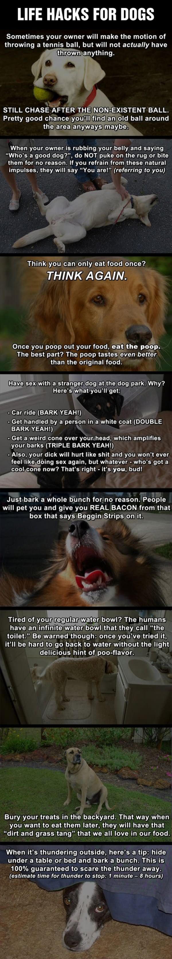 life hacks for dogs funny picture