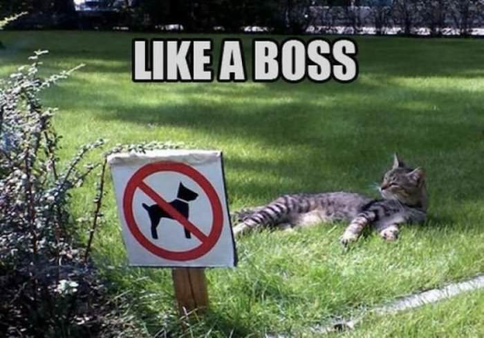 like a boss ... 2