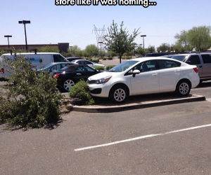 like a boss parking only funny picture