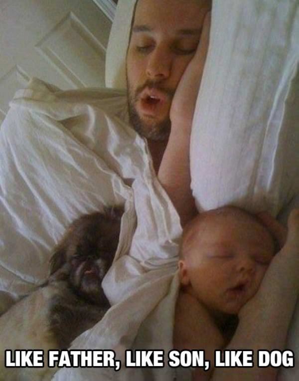 like father like son like dog funny picture