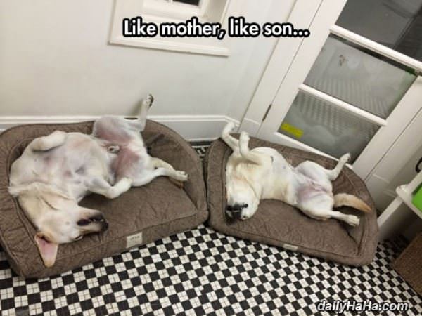 like mother like son funny picture