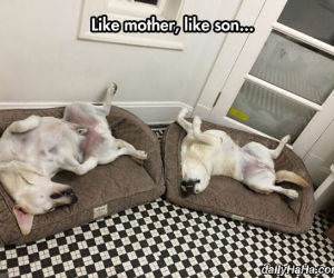 like mother like son funny picture