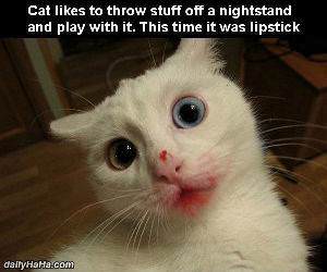 lipstick cat funny picture