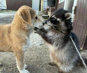 listen here puppo