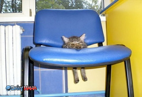 Little Kitten Nap Funny Picture