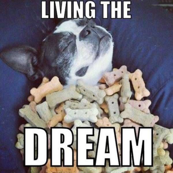 living the dream funny picture