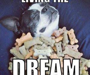 living the dream funny picture