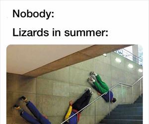 lizards